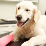 Dog Recovering After Treatment On Table In Veterinary Surgery
